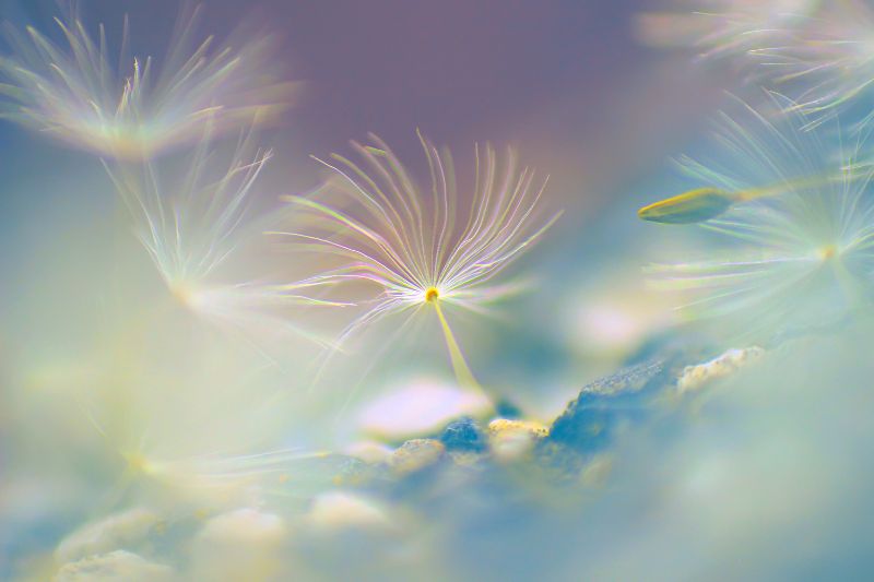 Untitled design (28) Dandelion heads floating in a fuzzy glowing background